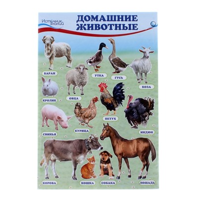 Плакаты «Домашние, лесные животные, фрукты и ягоды, овощи» с заданием, А4