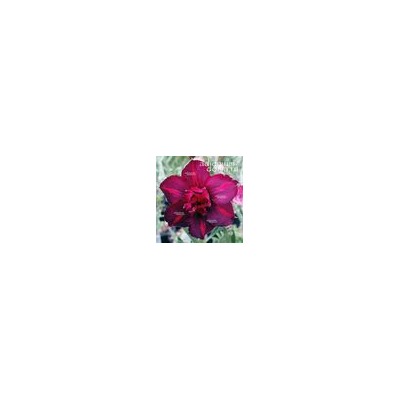 Adenium Obesum Double Flower SCORPIO