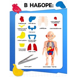 Набор для опытов «Мое удивительное тело»