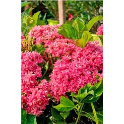 Саженцы Гортензия крупнолистная Принцесса Диана, арт.: 75319