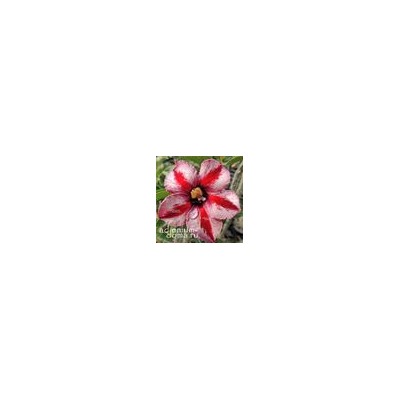 Adenium Obesum Desert Rose CAPRICORN II