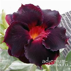 Adenium Obesum Double Flower NEW-51