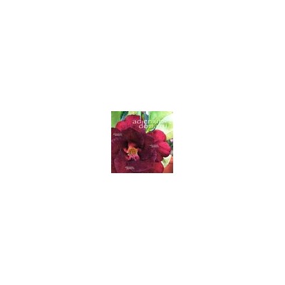 Adenium Obesum Double Flower NEW-141