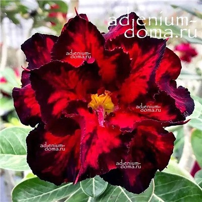 Adenium Obesum Double Flower FLAME RUNNER