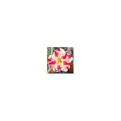 Adenium Obesum Double Flower NEW-128