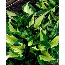 Корень Хоста Колоред Халк, арт.: 69961