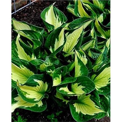 Корень Хоста Колоред Халк, арт.: 69961