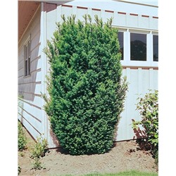 Саженцы Тис средний Хикси, арт.: 75004