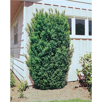 Саженцы Тис средний Хикси, арт.: 75004