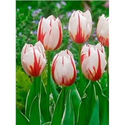 Луковицы Тюльпан триумф Хэппи Дженерейшн, арт.: 75170