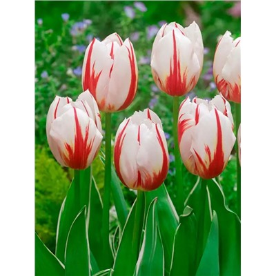 Луковицы Тюльпан триумф Хэппи Дженерейшн, арт.: 75170