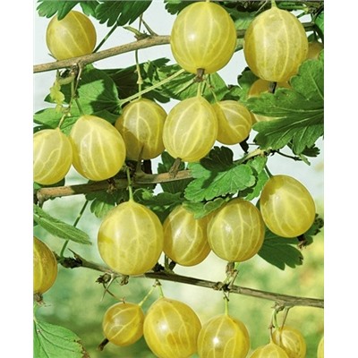 Саженцы Крыжовник Родник, арт.: 781