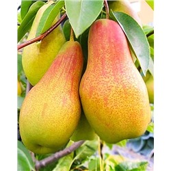 Саженцы Груша Талгарская красавица, арт.: 74562