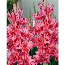 Луковицы Гладиолус Чеширский Кот, арт.: 74999