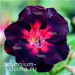 Adenium Obesum Double Flower MIGHTY NIGHT