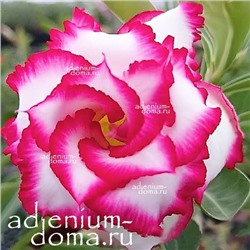 Adenium Obesum Double Flower ROYAL EMPRESS