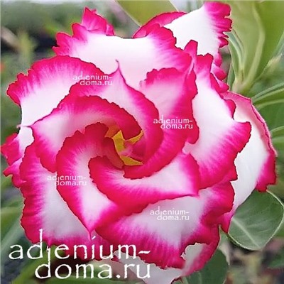 Adenium Obesum Double Flower ROYAL EMPRESS