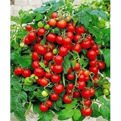 Семена Томат Пиноккио (комнатный), арт.: 75063