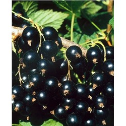 Саженцы Смородина Сокровище, арт.: 20087