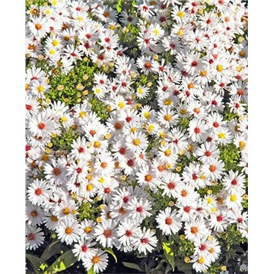 Саженцы Саженец Астра кустарниковая Аполло, арт.: 69541