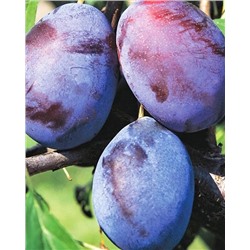 Саженцы Слива Волошка, арт.: 74555