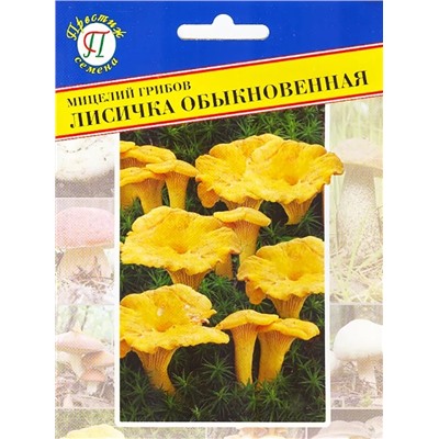 Мицелий грибов Лисичка обыкновенная, арт.: 1336