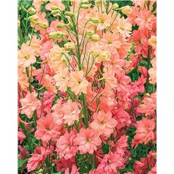 Корни (саженцы) Дельфиниум Принцесса Каролина, арт.: 74704