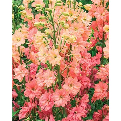 Корни (саженцы) Дельфиниум Принцесса Каролина, арт.: 74704