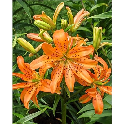 Луковицы Лилия азиатская махровая Маст Си, фасовка: 1 саженец, арт.: 74641