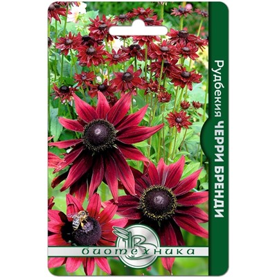 Рудбекия Черри Бренди