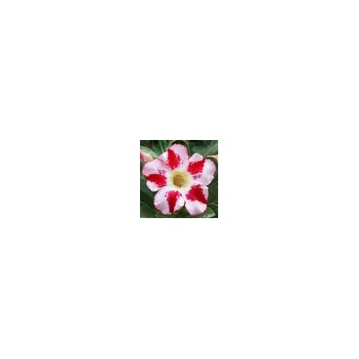 Adenium Obesum Desert Rose TRIUNE