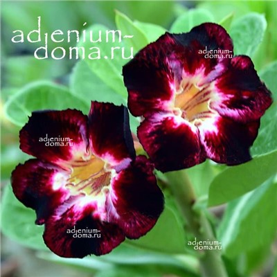 Adenium Obesum Desert Rose BLACK CLUB