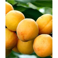 Саженцы Абрикос Сибиряк Байкалова, арт.: 674