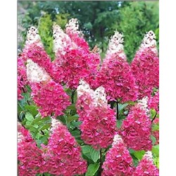 Саженцы Гортензия метельчатая Пинки Винки, арт.: 72611