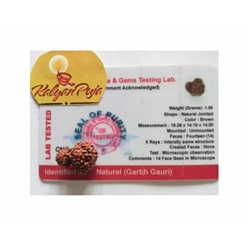 Гарбх Гаури Рудракша сертифицированная (14 мукхи), Garbh Gauri Rudraksha Certified (Indonesia), произв. Kalyan Puja