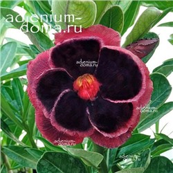 Adenium Obesum Double Flower NEW-221