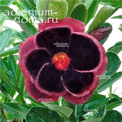 Adenium Obesum Double Flower NEW-221