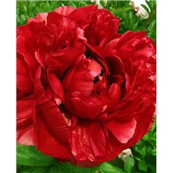 Пион травянистый Генри Бокстос, арт.: 73257