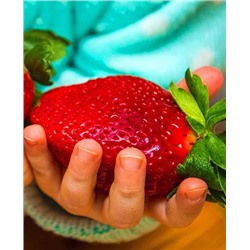 Саженцы Клубники (Земляники) садовой Близнецы, арт.: 68001