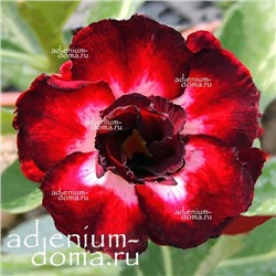 Adenium Obesum Double Flower BLACK ROMANCE