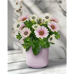 Саженцы Остеоспермум Санни Компакт Джилл, арт.: 73890