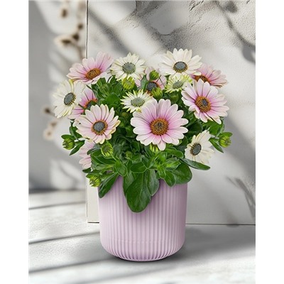 Саженцы Остеоспермум Санни Компакт Джилл, арт.: 73890