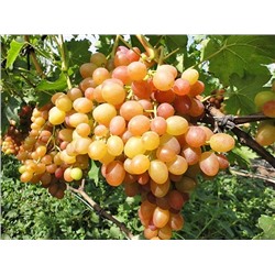 Виноград Хамелеон, арт.: 75119