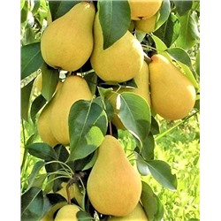 Саженцы Груша колонновидная Декора, арт.: 69844