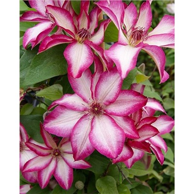 Саженцы Клематис Пикоти, арт.: 74873