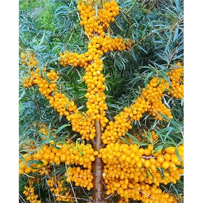 Саженцы Облепиха Августина, арт.: 69502