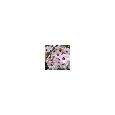 Adenium Obesum Desert Rose SNOW CHERRY