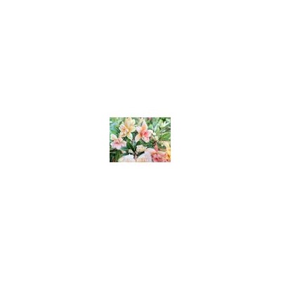Adenium Obesum Double Flower NEW-178
