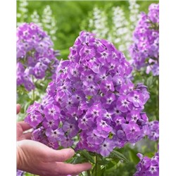 Саженцы Флокс метельчатый Голиаф, арт.: 73327