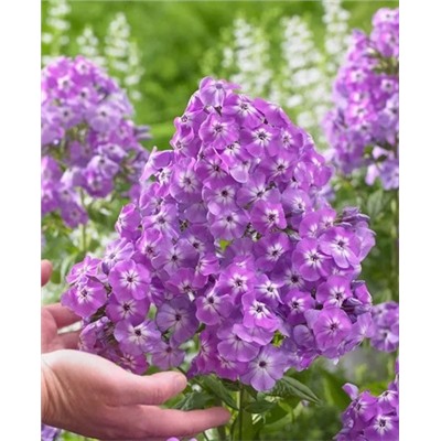 Саженцы Флокс метельчатый Голиаф, арт.: 73327